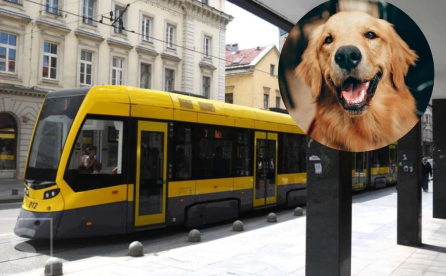 Da li vam kućni ljubimci u autobusima i tramvajima smetaju - da ili ne?