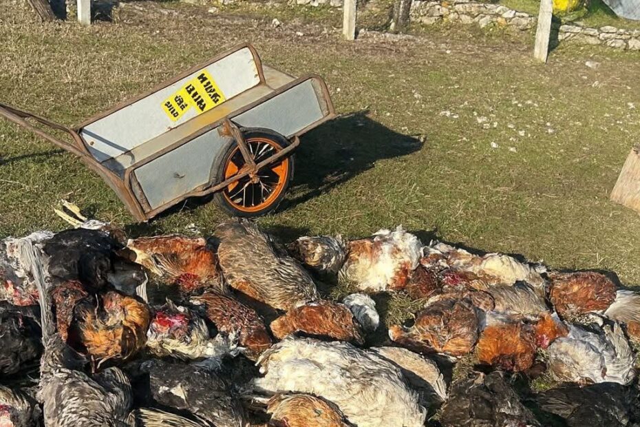 Novi napad pasa lutalica u Sibosnici Mještani strahuju za sigurnost i traže hitnu reakciju